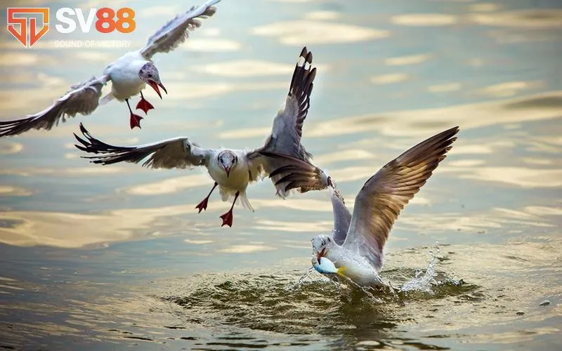 Giải Mã Giấc Mơ Thấy Bắt Chim Là Gì? Đánh Lô Con Gì? 5 Khám phá mơ bắt được chim nên chốt số lô nào cho may mắn