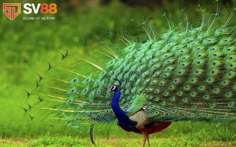Giải Mã Giấc Mơ Thấy Bắt Chim Là Gì? Đánh Lô Con Gì? 2 Chiêm bao bắt được con chim công rực rỡ