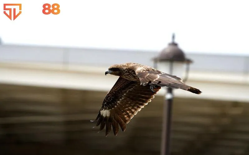 Giải Mã Giấc Mơ Thấy Bắt Chim Là Gì? Đánh Lô Con Gì? 4 Ngủ mộng thấy bắt được diều hâu