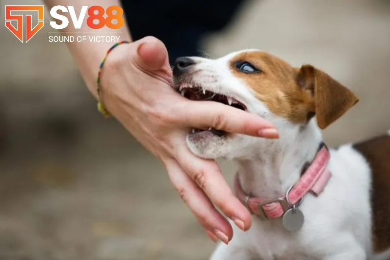 Giải mã giấc mơ bị chó cắn - Chi tiết ý nghĩa và số may mắn 2 Giải mã giấc mơ bị chó cắn - Ý nghĩa