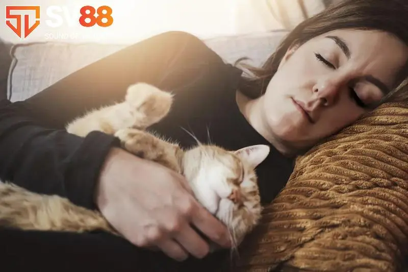 Giải mã giấc mơ thấy mèo có điềm gì? Những con số may mắn 2 Giải mã giấc mơ thấy mèo có ý nghĩa thế nào?