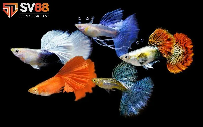 Giải Mã Giấc Mơ Bắt Được Cá Từ A - Z? Lô Nào Dễ Trúng Nhất? 3 Mơ thấy bản thân bắt được cá 7 màu