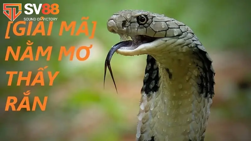 Giải Mã Giấc Mơ Thấy Rắn: Ý Nghĩa Gì? Đánh Lô Đánh Đề Số Mấy? 2 Giải mã giấc mơ thấy rắn: điềm lành hay dữ?